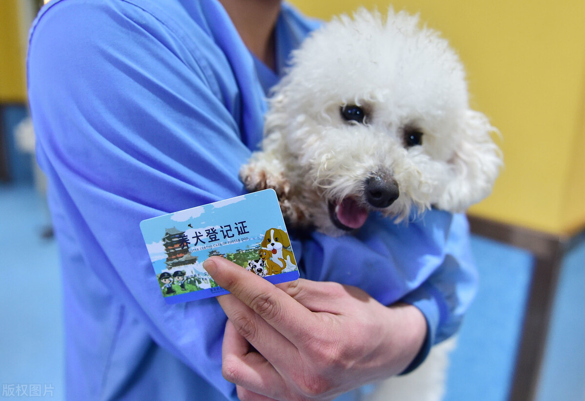 办理狗证的大型犬就可以养了吗,犬只年检都需要什么