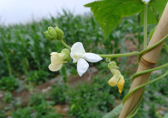 豆角落叶落花还发黄是什么原因,豆角开花少的原因及解决方法