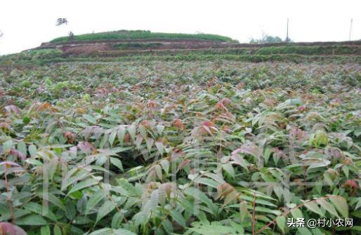 2020致富好项目在农村怎么创业,2021年致富项目