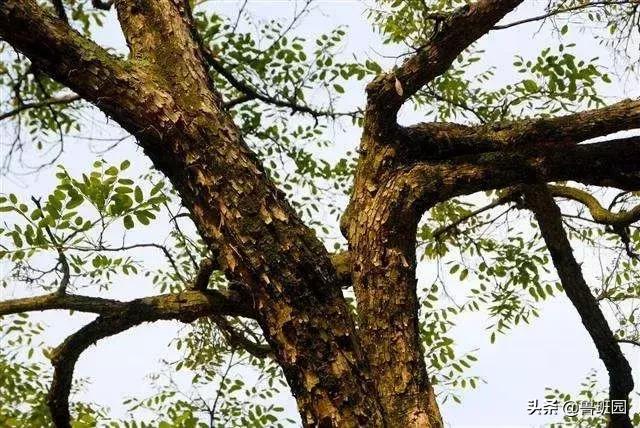 奥氏黄檀和微凹黄檀,奥氏黄檀原木