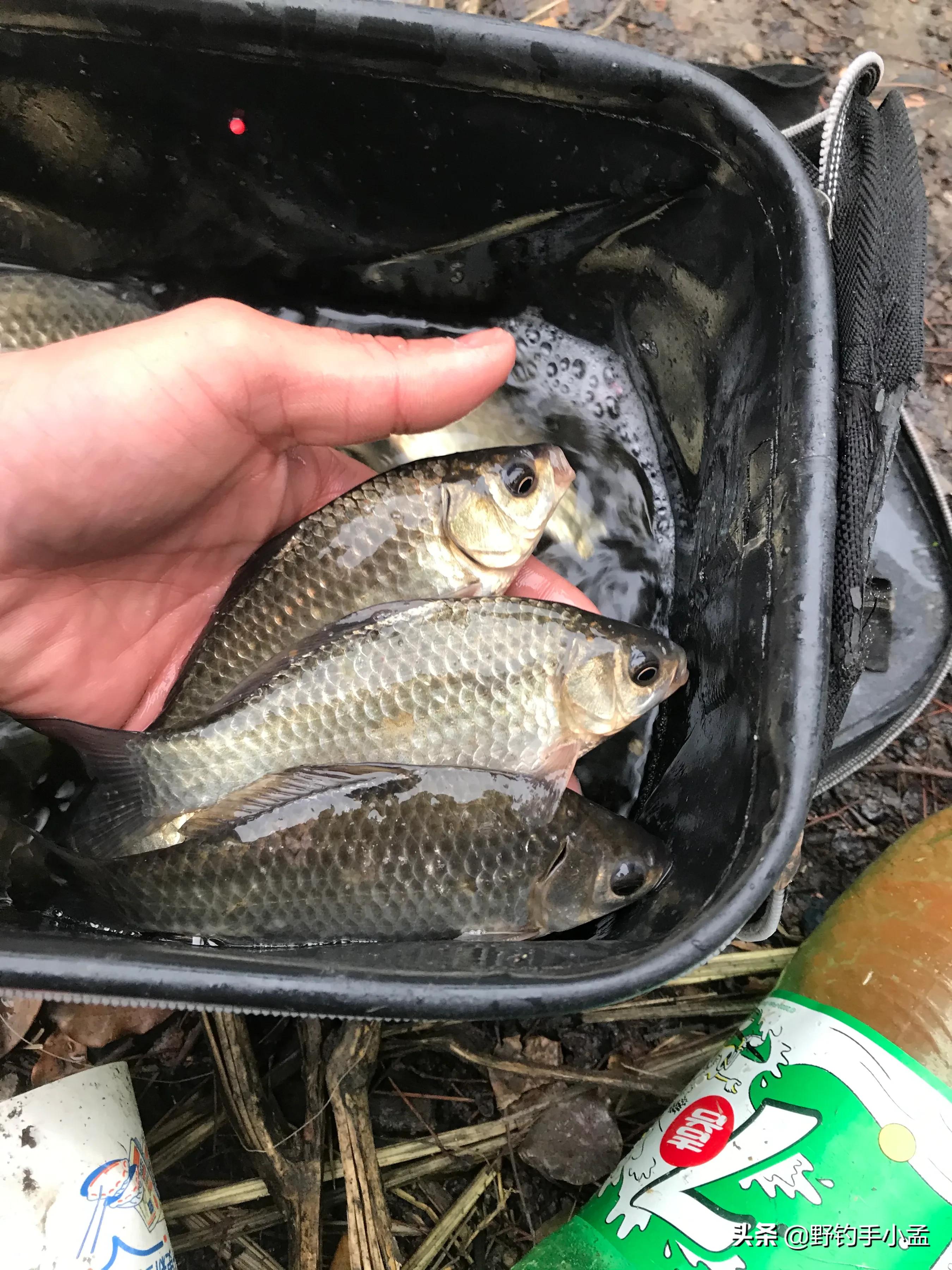 贼喊抓贼,是谁断送了野钓资源?有些钓鱼人要长点心吧