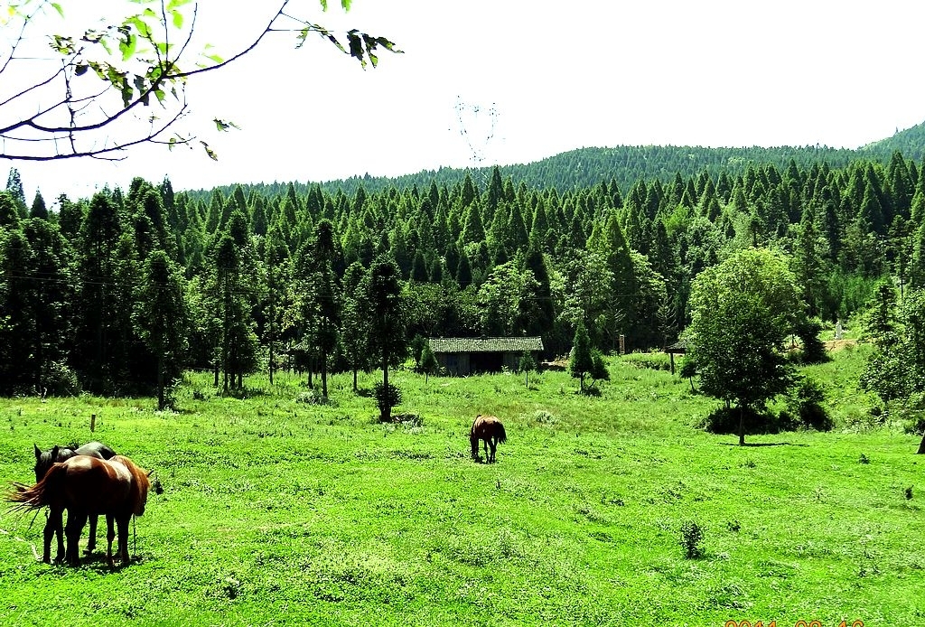 重庆避暑凉快的地方,重庆人都去贵州哪里避暑最好