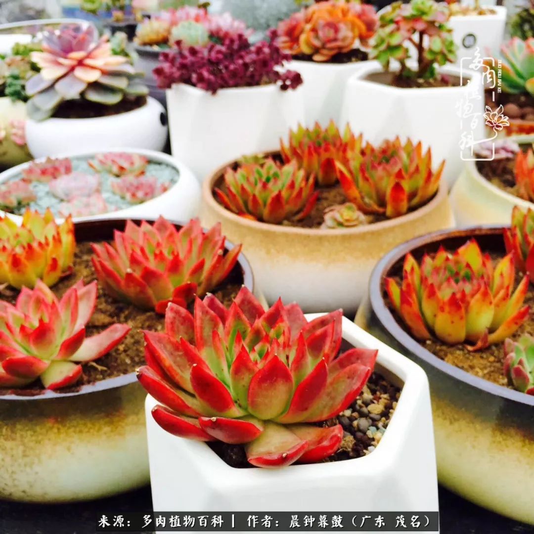 轻轻地告诉你，我的多肉也曾美过，不信你看看