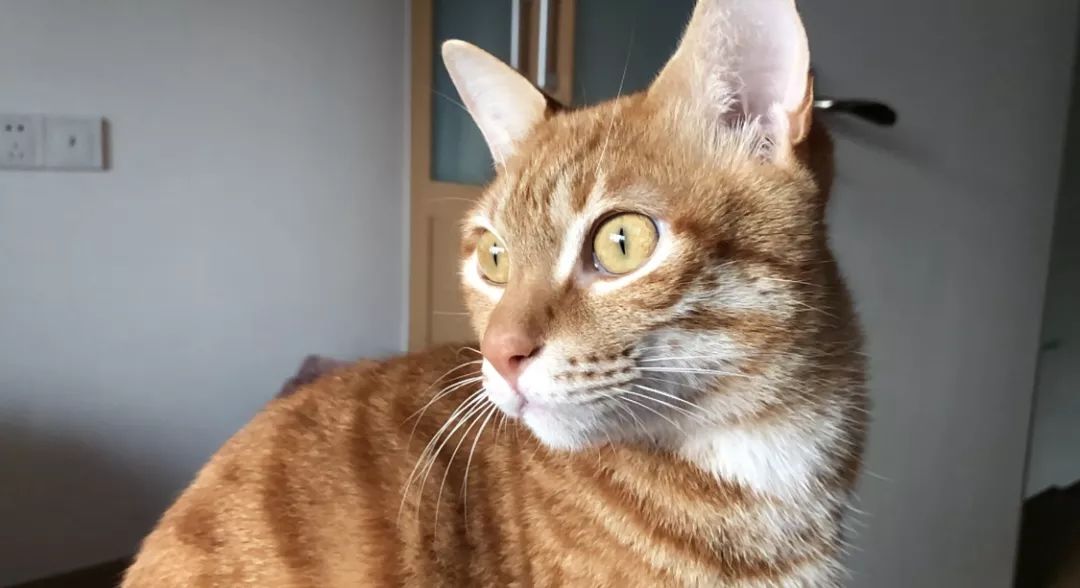 猫咪黑下巴红霉素和凡士林用多少,猫咪总是流棕色眼泪还有点黑下巴