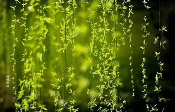 草长莺飞二月天拂堤杨柳醉春烟,草长莺飞二月天拂堤杨柳醉春眠