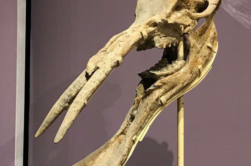 一万年前，史前大象被人类吃到灭绝？研究人员表示这个锅人类不背