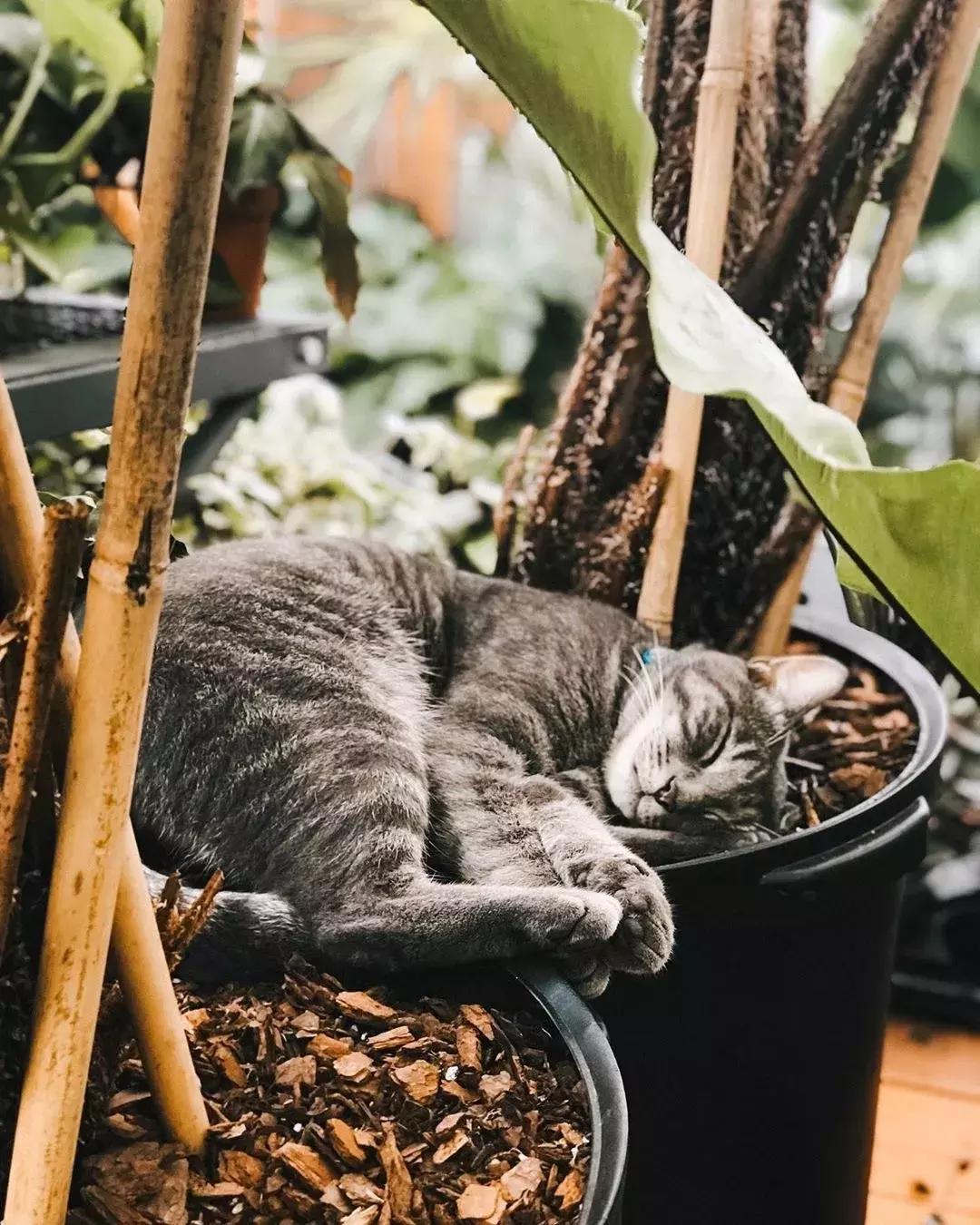 对猫咪无害的绿植花卉,猫咪禁忌养的植物