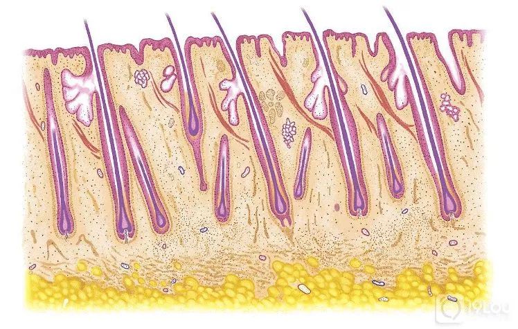 父辈不脱发我脱发会遗传吗,老公脱发和老婆有关吗
