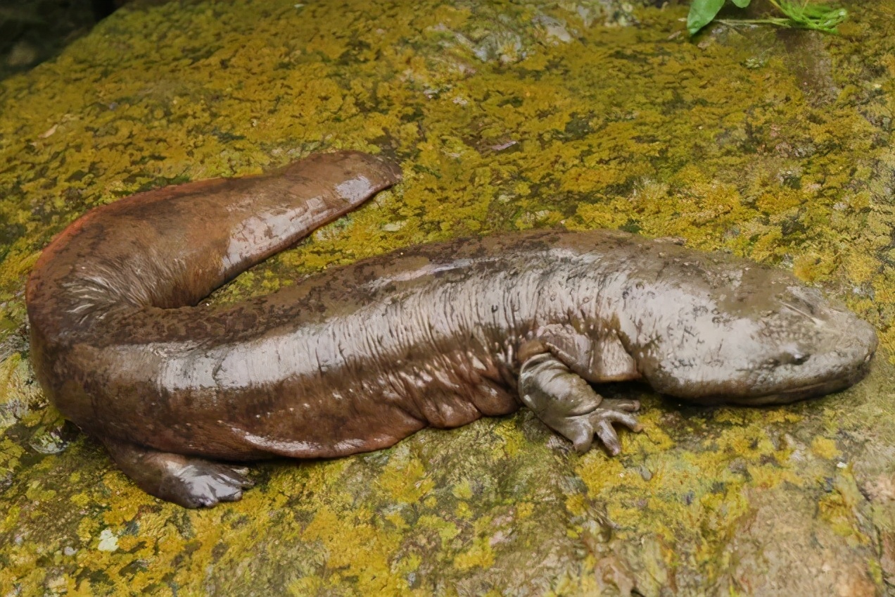 你知道乌龟为什么能活这么久吗,乌龟不用吃东西它也能活下来吗