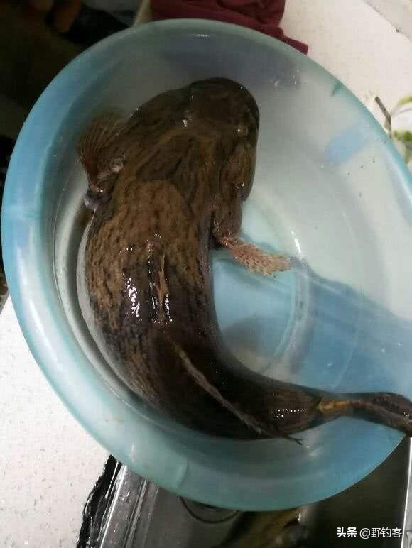 沙塘鳢怎么钓,沙塘鳢什么鱼