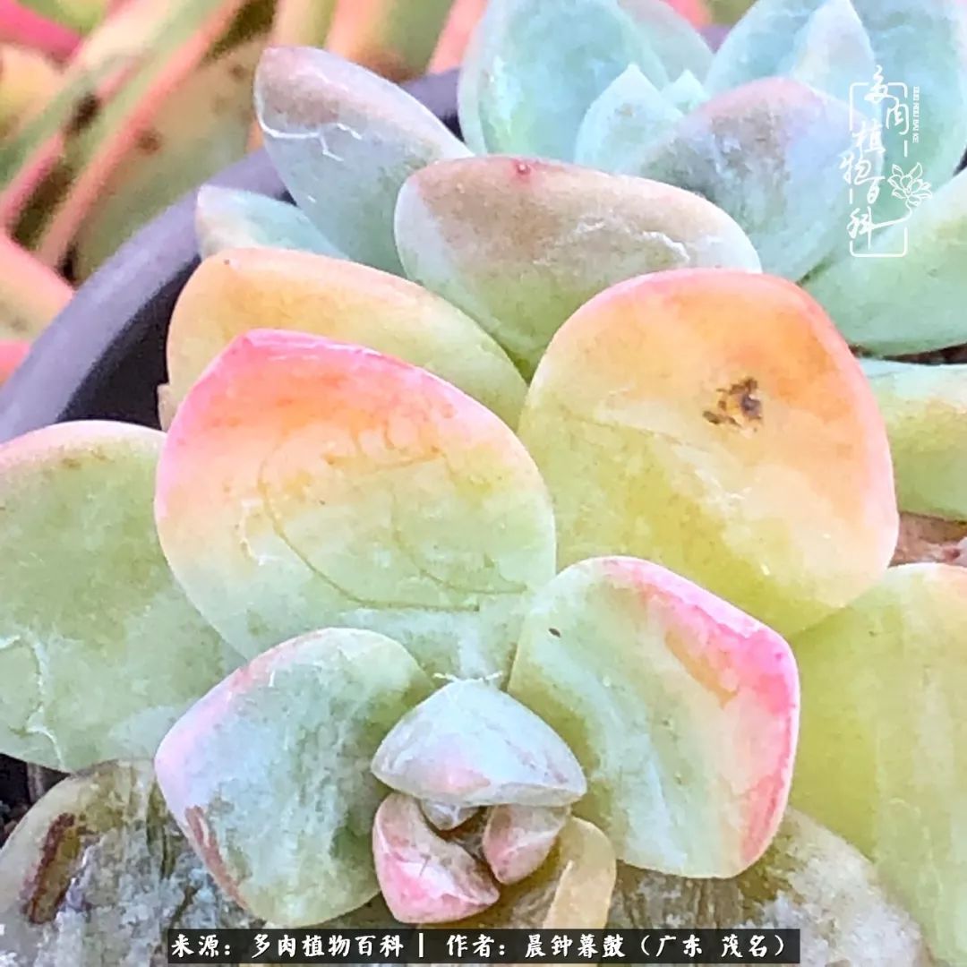 轻轻地告诉你,我的多肉也曾美过,不信你看看