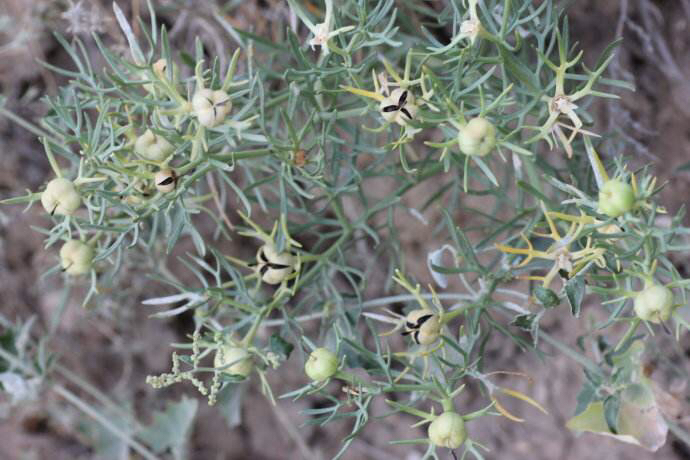 骆驼蓬是一种什么药材,中药材骆驼蓬配方
