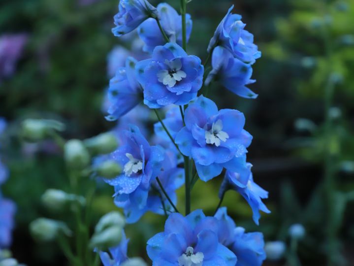 初中拼音300个易错,300个字易错拼音中考满分