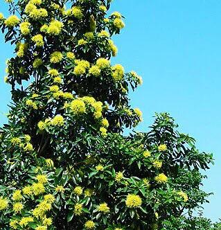 金黄熊猫,金黄色熊猫