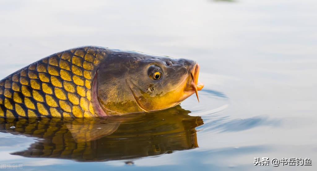 可真是长见识了！钓鱼小药的水太深了，稍不留神捏脚的费用就没了