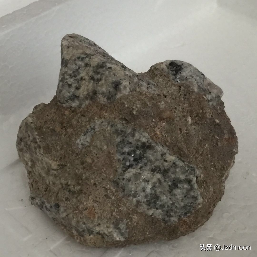 奇石魔芋StoneAmorphophallus