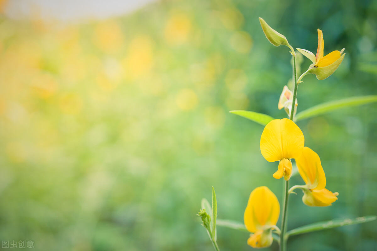 春天播种的季节的诗句,春天播种的季节文案