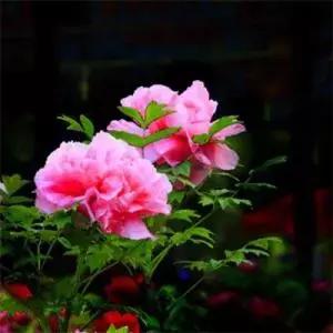 原野诗句,原野六字诗