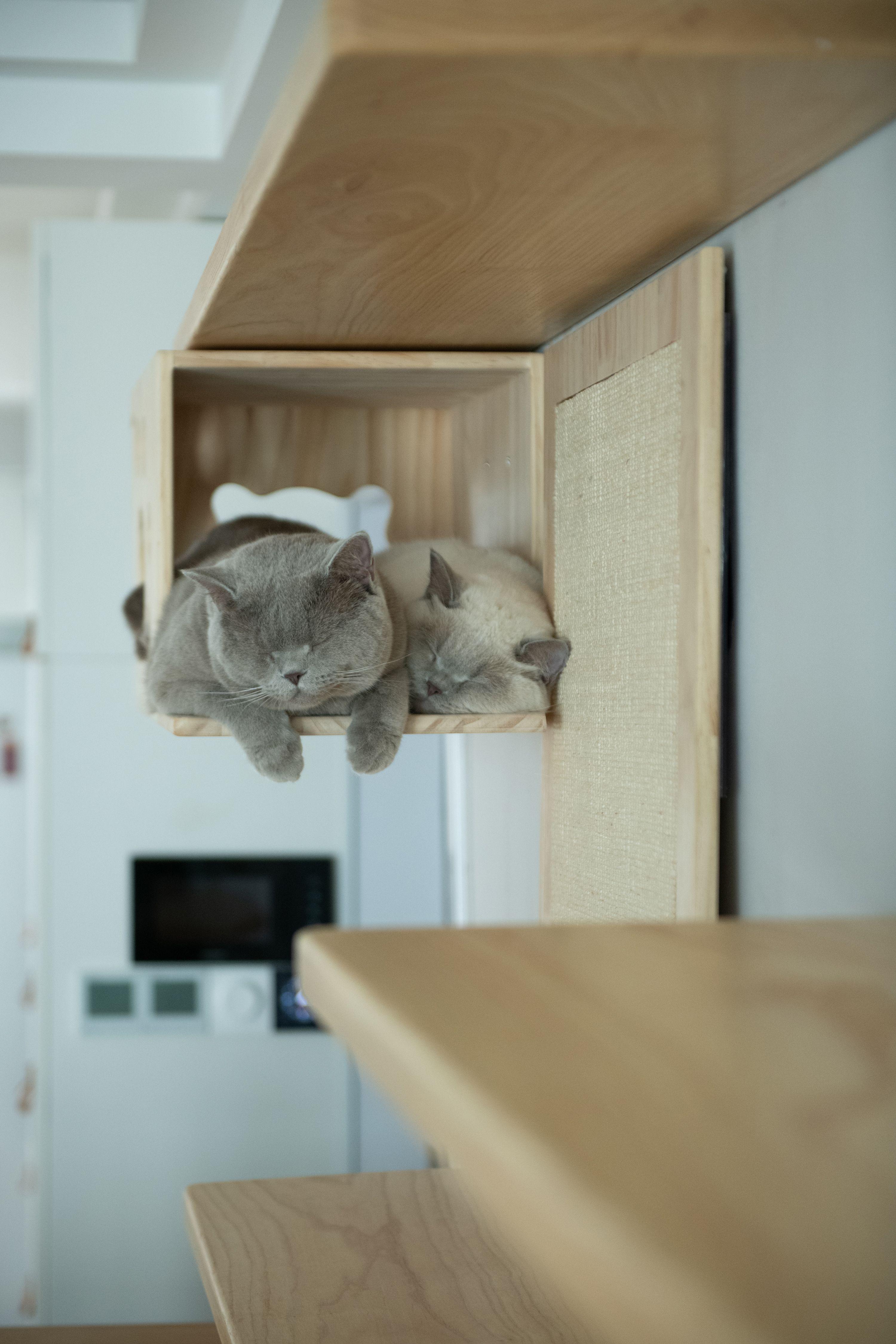 打造人宠共乐的家—“铲S官”的装修笔记