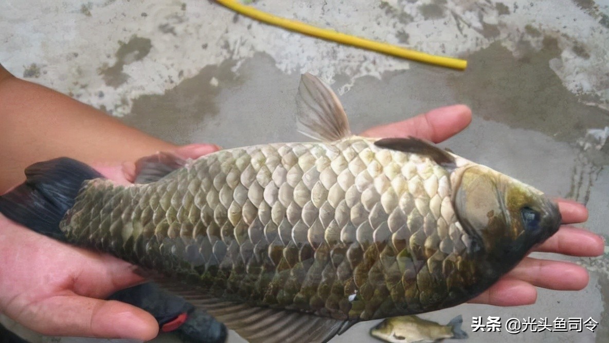 小区门口开渔具店,渔具店的黑心案例