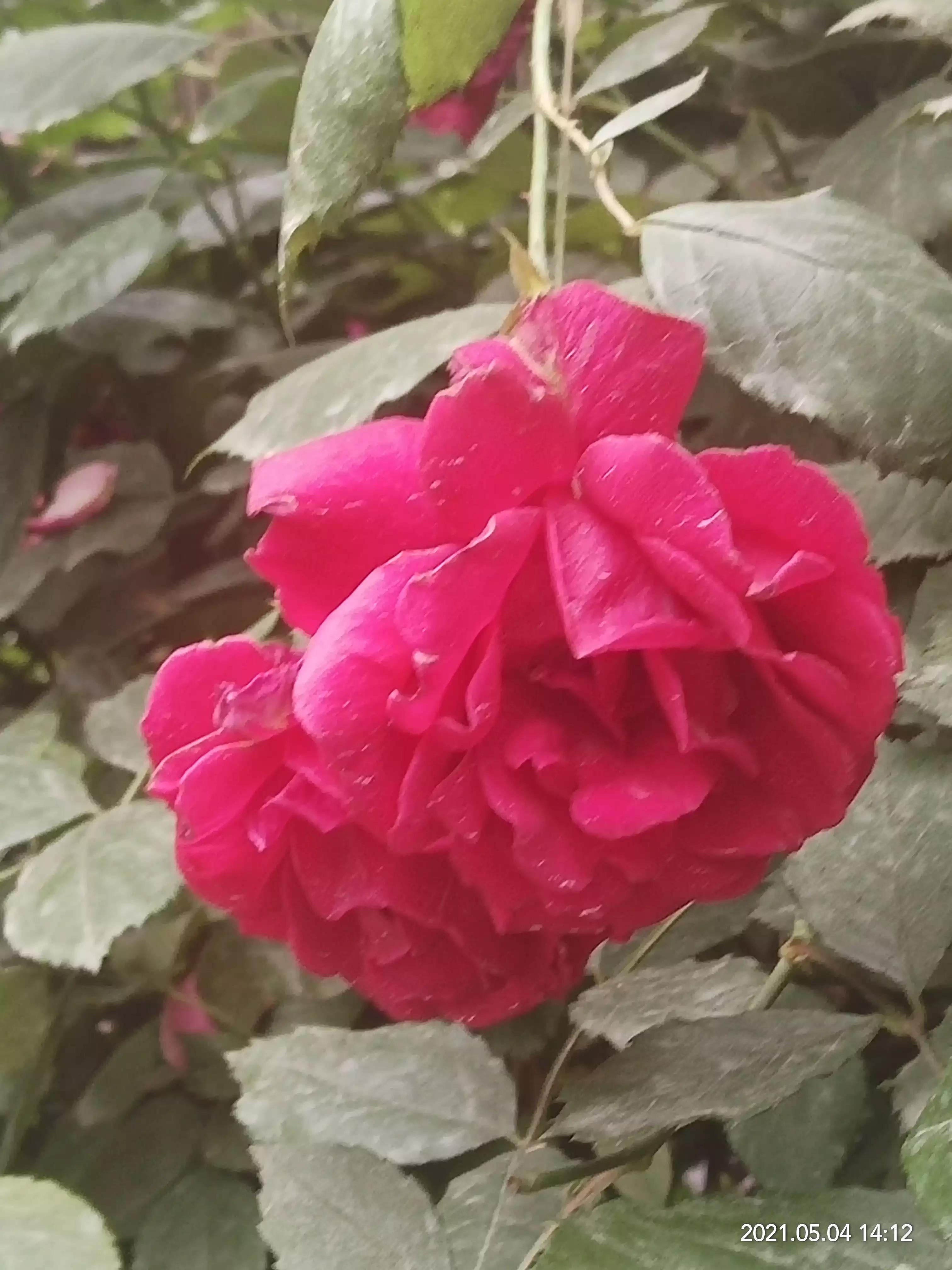 一朵荷花清新唯美,获奖唯美荷花