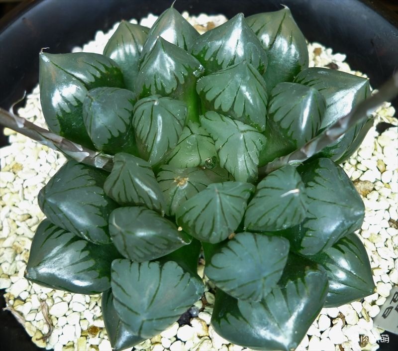 多肉玉露寿的品种图鉴,日本十大耐阴多肉