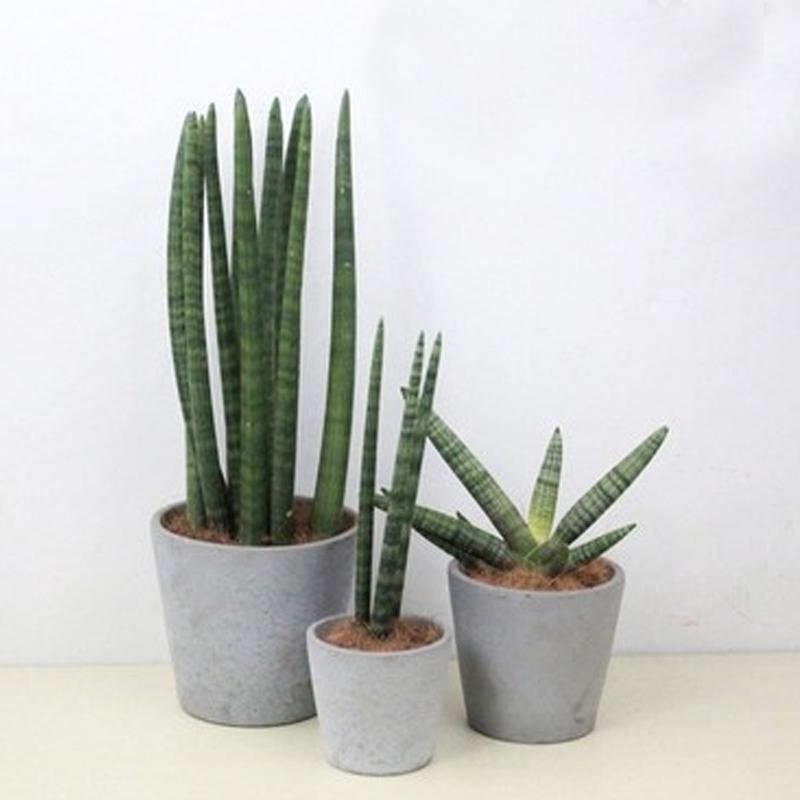 佛手花有哪些寓意,佛手花有什么寓意和象征