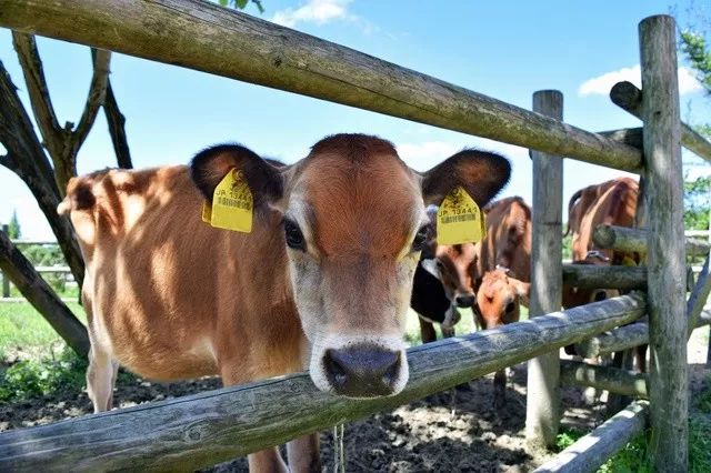 日本的牛肉为什么叫和牛,正宗日本和牛是什么样子的