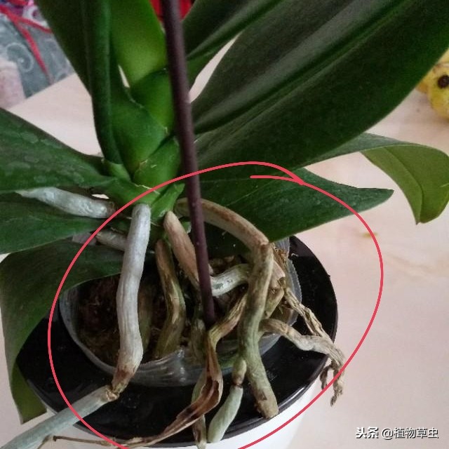 蝴蝶兰买回来怎么养护,网购的蝴蝶兰花后苗怎么养护