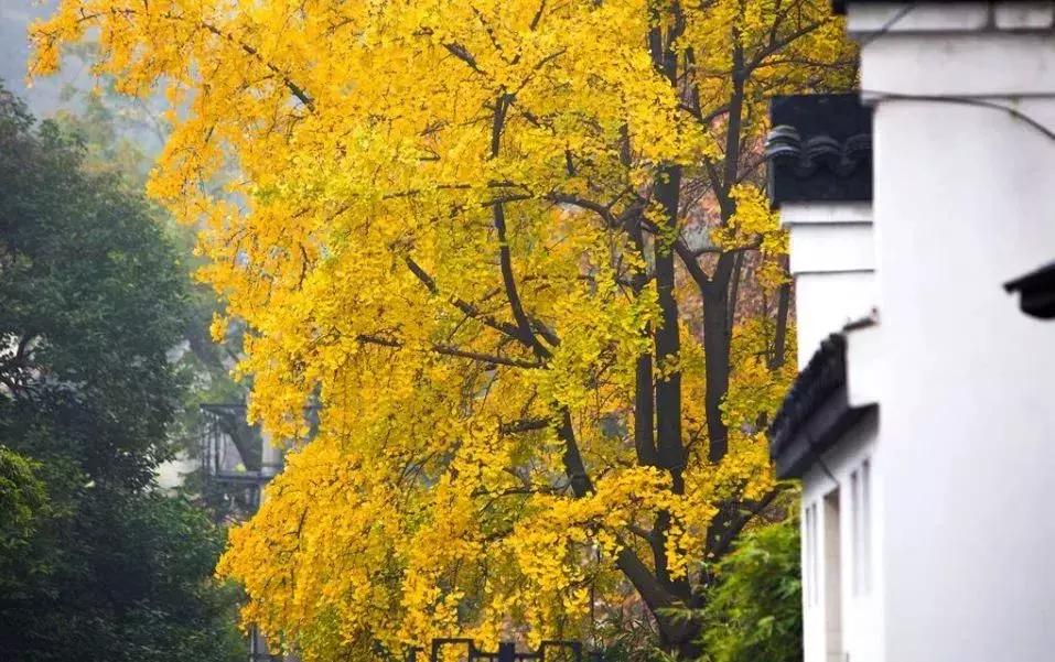 南京哪几个公园免费又好玩,南京莫愁湖公园免费