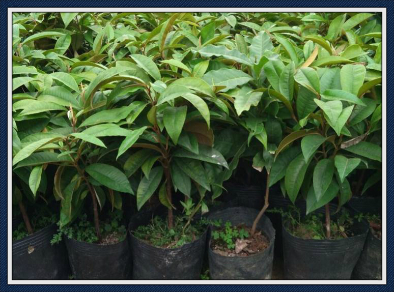 红心苹果怎么培育出来的,早熟苹果哪个品种值得栽种