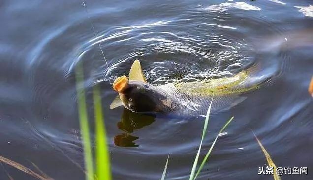 野钓老是脱钩用什么类型的鱼钩,野钓时常有鱼脱钩的原因是什么