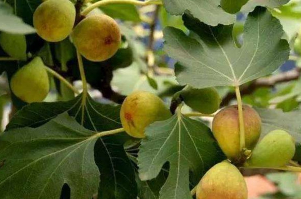 盆栽无花果掉叶子怎么办,布兰瑞克无花果春果掉落