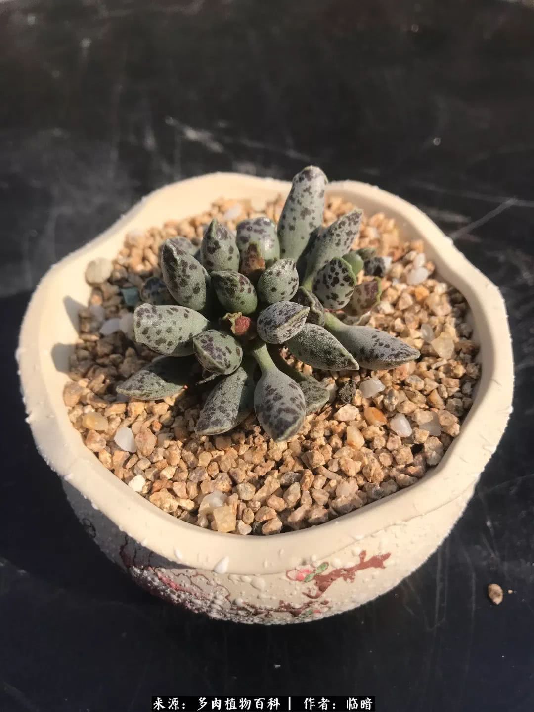 多肉带给我的感情,多肉给人们带什么作用