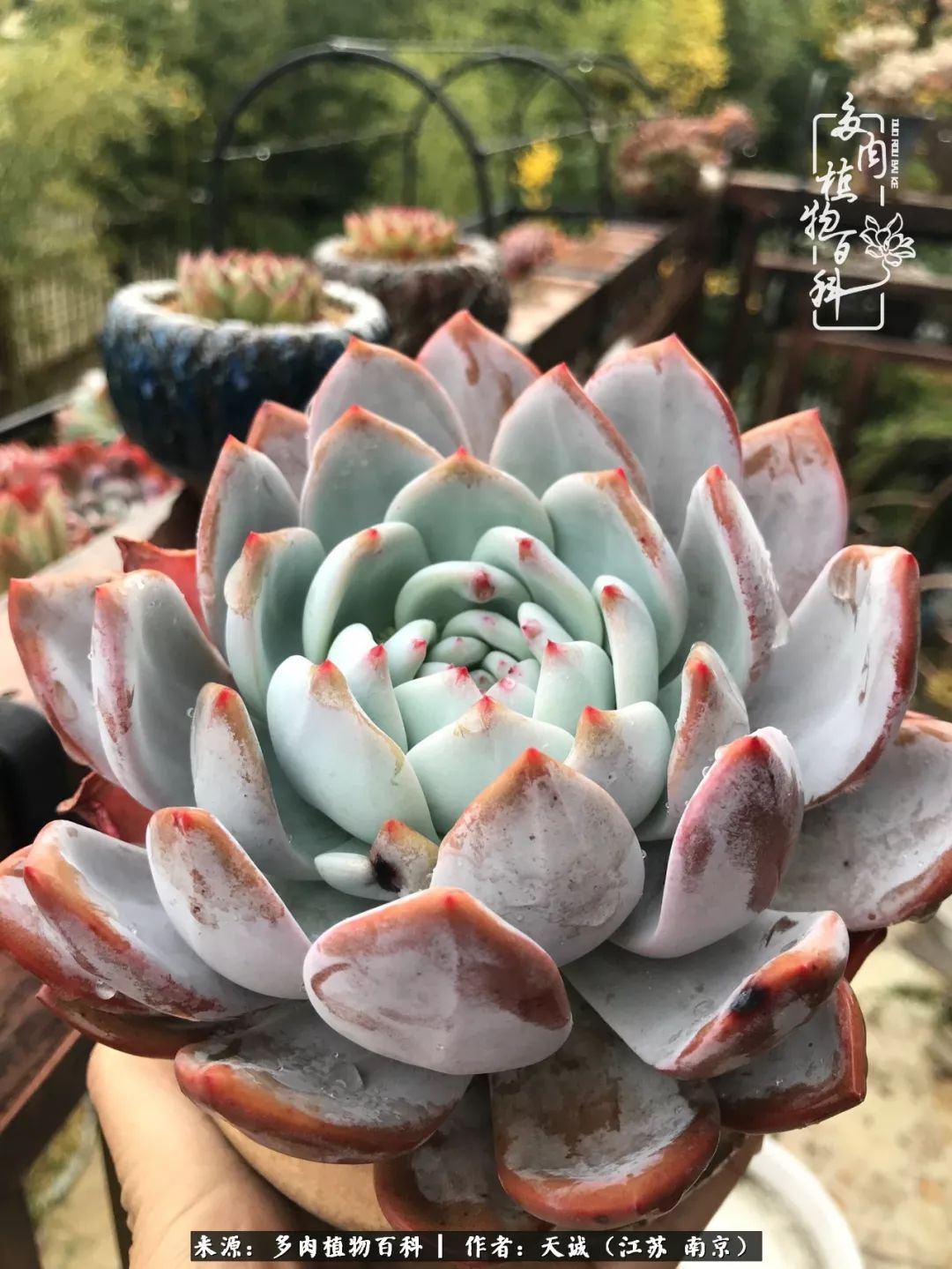 鍙拱瀵圭殑涓嶄拱璐电殑灏忔牱,鍙拱瀵圭殑涓嶄拱璐电殑鍥剧墖灞曠ず