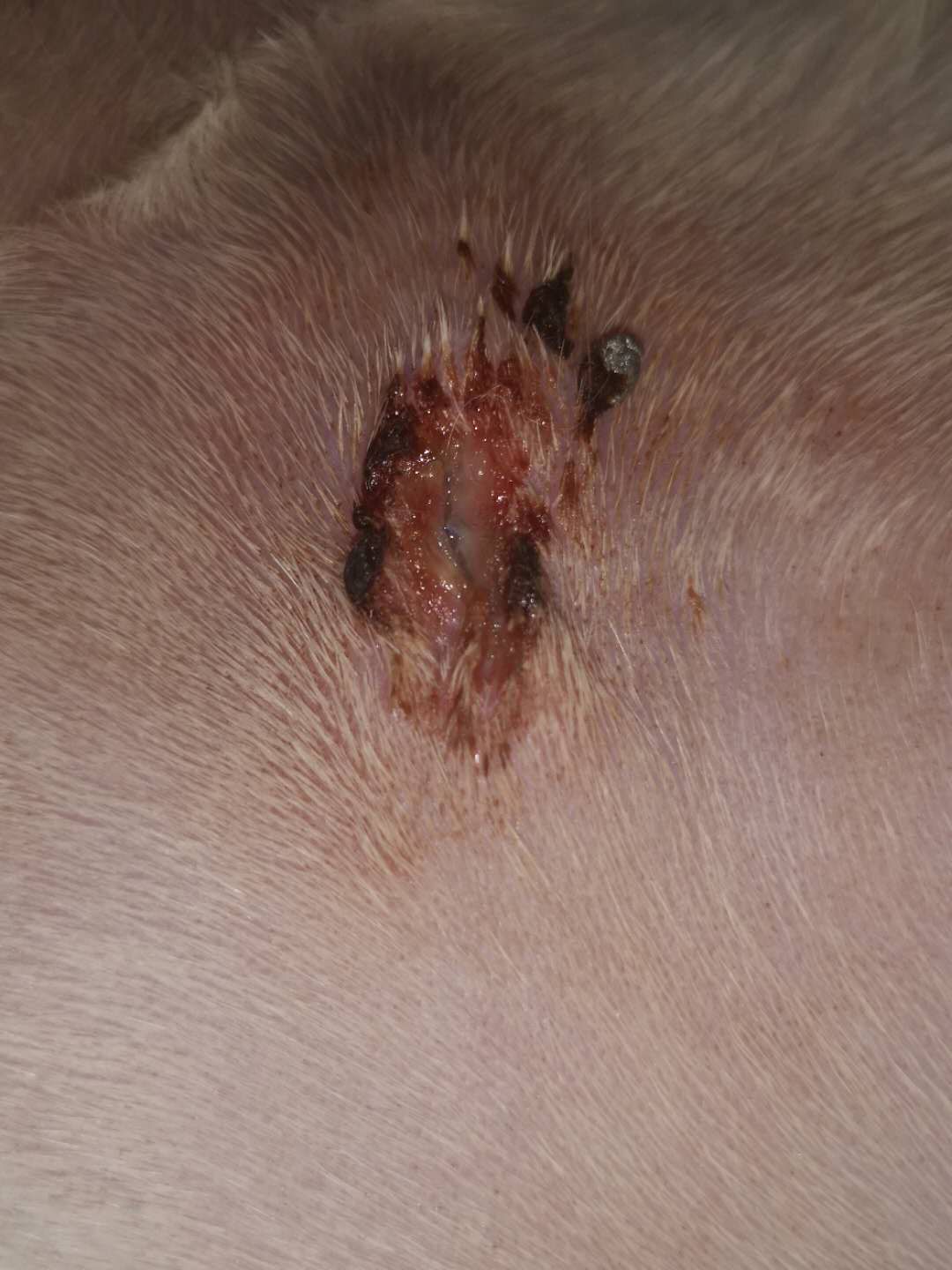 母猫剖腹产绝育脂肪液化是什么样,母猫绝育后脂肪液化图片