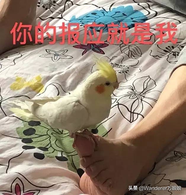 多亏这些宝藏网友,让我笑到免疫力增强