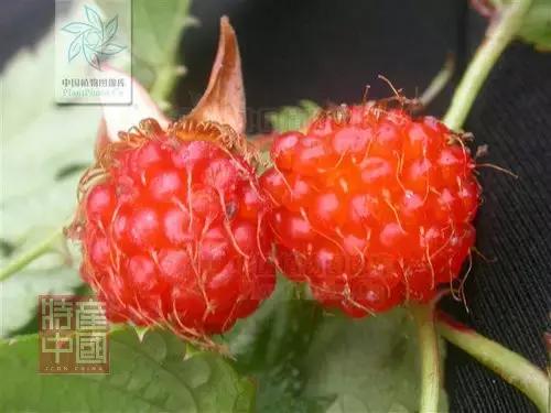 世界稀奇水果品种大全,世界热带奇特水果品种介绍