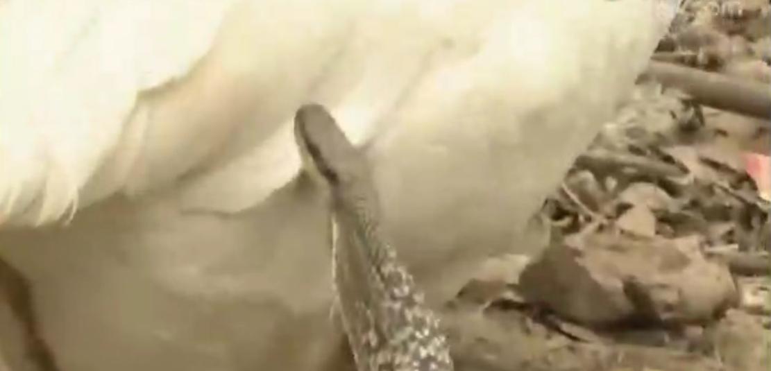 蟒蛇吞到大鹅,蟒蛇吞了一只鹅