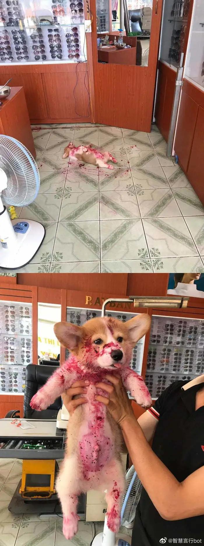 狗狗偷吃红烧肉还把主人坑惨了,狗狗偷吃了好多宠物零食