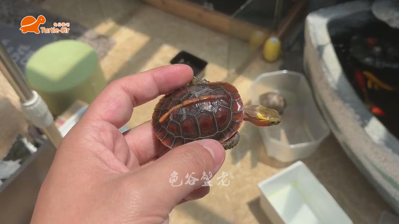 黄缘龟壳越养越淡,黄缘龟裙边甲颜色淡