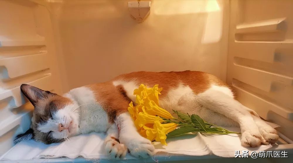 黑心宠物粮涉事企业有哪些,黑心宠物粮涉事企业