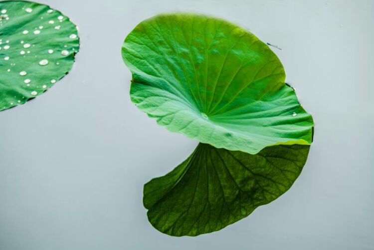 荷叶田田垂柳依依,荷叶田田杨柳依依