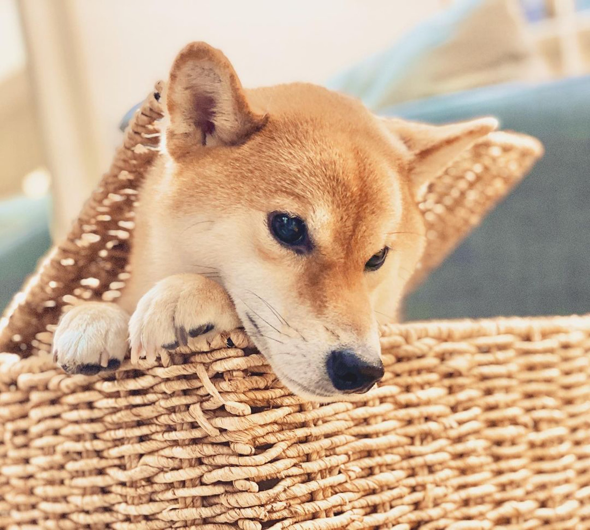 胆小柴犬遇神秘东西秒被吓跑　吓到脸歪、弹起反应笑翻网民