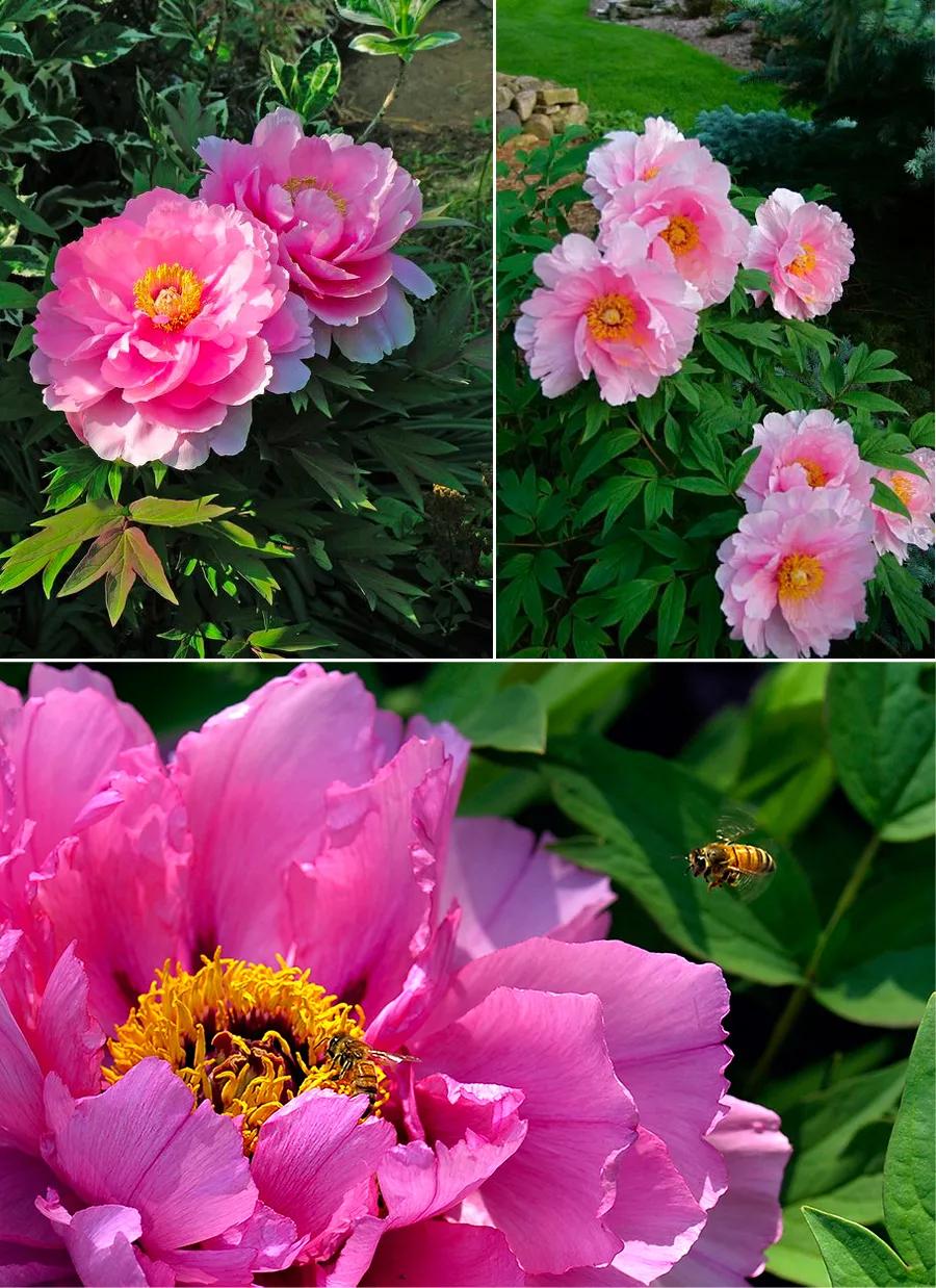 儿童画国画教程练习,儿童画国画花教程