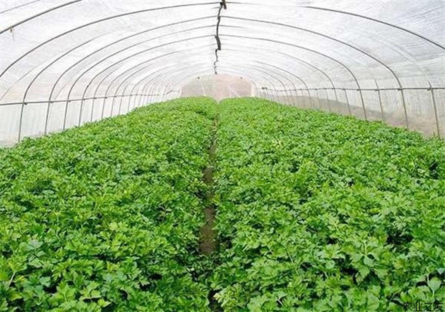 芹菜大棚种植技术和方法,温室种植芹菜有哪些科学育苗方法