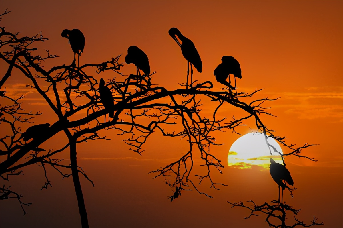 元曲四大家马致远的代表作有哪些,马致远的散曲中哪一首最出名