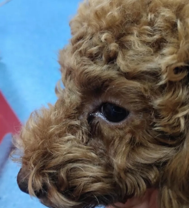 狗狗为什么有泪痕和红嘴巴,狗狗泪痕特别严重是什么原因