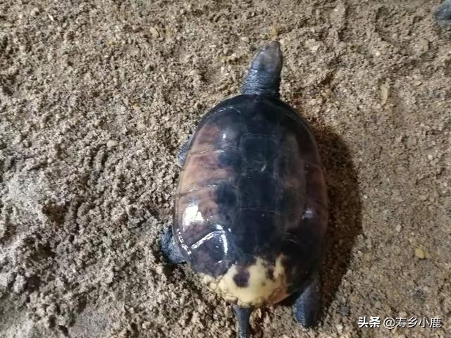 石金钱龟孵化全过程视频,石金钱龟养多少年才会产蛋