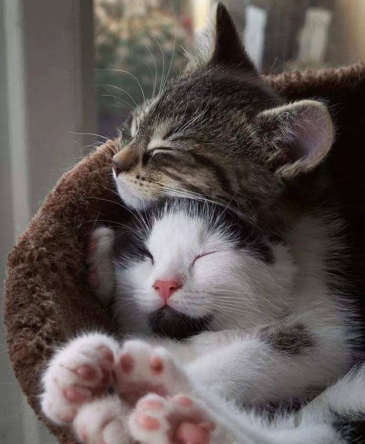 两只猫感情好不亲主人,两只猫感情好